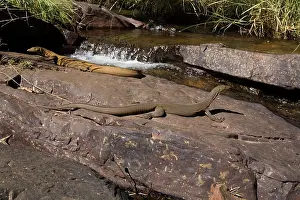 Monitors: Merten's Water Monitors in stream habitat