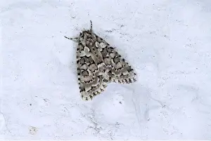D. W. Greenslade: Merveille Du Jour Moth