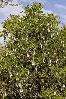 Laurel: Mescal Bean / Texas Mountain Laurel - in fruit