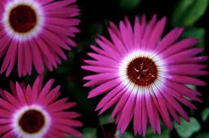 Mesembryanthemum: Mesembryanthemum