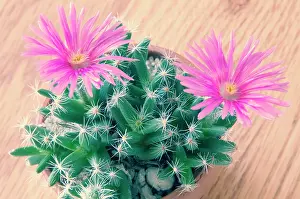 Mesembryanthemum: Mesembryanthemum
