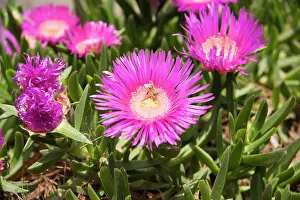 Mesembryanthemum: Mesembryanthemum, Dorotheanthus bellidiformis, Daisy