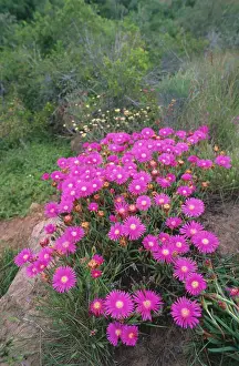 Shrubby: MESEMBRYANTHEMUM - Shrubby Mesemb, flowering after