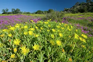 Mesemb: Mesembs - various species flowering after good rains