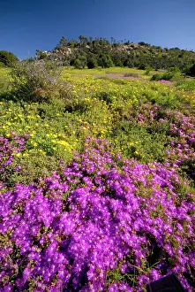 Mesemb: Mesembs - various species flowering after good rains