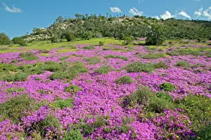 Mesembs: Mesembs / Vygies in flower after spring rains