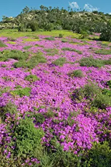 Mesembs: Mesembs / Vygies in flower after spring rains