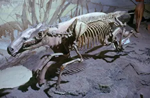 Tertiary: Mesohippus
