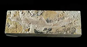 Matrix: Mesosaurus Fossil