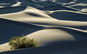 Prosopis: Detail of the Mesquite Flat Sand Dunes with a Honey
