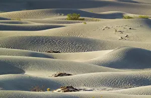 Scattered: Detail of the Mesquite Flat Sand Dunes with scattered