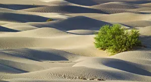 Scattered: Detail of the Mesquite Flat Sand Dunes with scattered