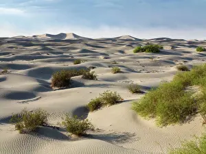 Scattered: Mesquite Flat Sand Dunes with scattered young Honey