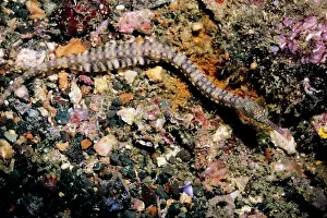 Corythoichthys: MESSMATE PIPEFISH