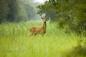 Zoogdieren: met haagwinde in gewei
