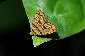 121020: Metal-mark Moth on leaf - Klungkung, Bali, Indonesia