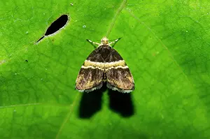 121020: Metal-mark Moth on leaf - Klungkung, Bali, Indonesia