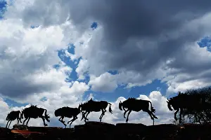Artwork: Metal Wildebeest artwork, National Park