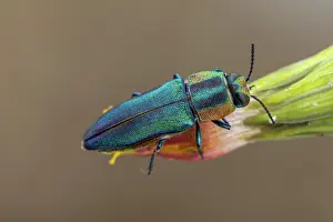 Herault: Metalic Wood-boring Beetle (Anthaxia hungarica)