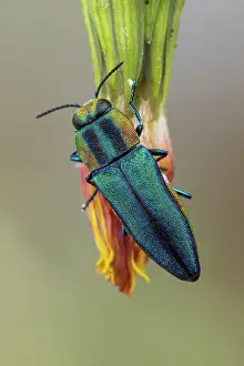 Herault: Metalic Wood-boring Beetle (Anthaxia hungarica)