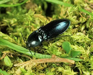 Click: Metallic Blue Click Beetle