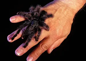 Tarantulas: Metallic Pinktoe Tarantula - on a manIs hand