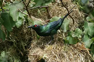 Metallica: Metallic / Shining Starling