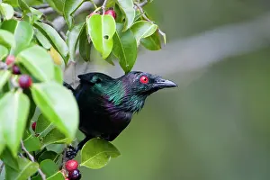 Metallica: Metallic / Shining Starling