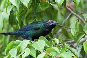 Metallica: Metallic / Shining Starling