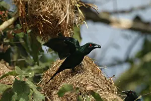 Metallica: Metallic / Shining Starling - With food in beak