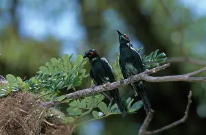 Sturnidae: Metallic Starlings