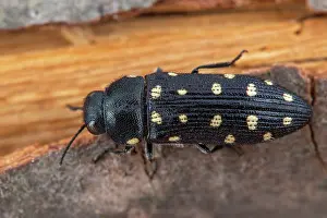 Rhone: Metallic wood borer (Acmaeodera degener), Lavalduc