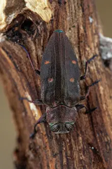 Chestnuts: Metallic Wood Borer (Chrysobothris affinis) on wood