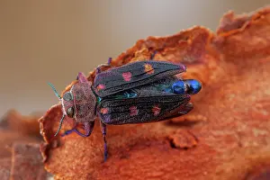 Luster: Metallic wood borer (Chrysobothris chrysostigma)