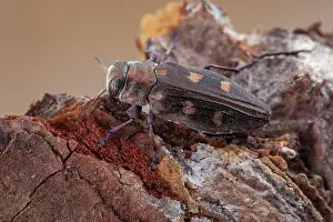 071021: Metallic wood borer (Chrysobothris solieri), Drome