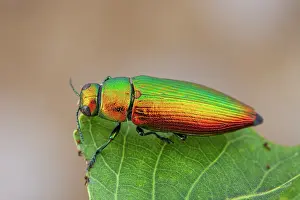 Multi: Metallic wood borer (Eurythyrea micans), Nyons