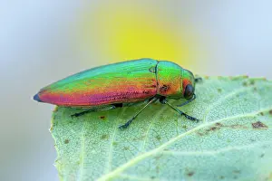 Multi: Metallic wood borer (Eurythyrea micans), Nyons
