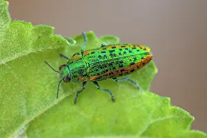 Multi: Metallic wood borer (Lamprodila mirifica), Drome