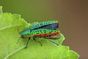 Multi: Metallic wood borer (Lamprodila mirifica), Drome