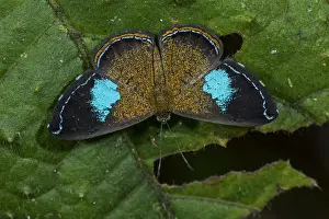 Colombia: Metalmark butterfly (Argyrogrammana barine) Riodinidae