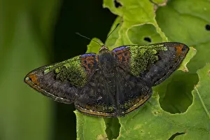 Maria: Metalmark butterfly (Caria rhacotis) Riodinidae