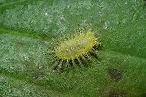 Appendage: Metalmark Butterfly Caterpillar on leaf - Saba