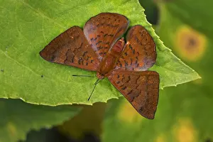 Riodinidae: Metalmark butterfly (Emesis mandana) Riodinidae