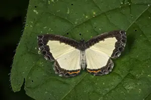 Maria: Metalmark butterfly (Nymphidium azanoides) Riodinidae