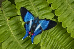 Metalmark: Metalmark butterfly (Rhetus dysonii psecas) Tatama