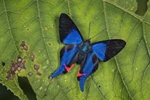 Maria: Metalmark butterfly (Rhetus dysonii) Santa Maria