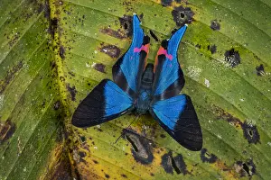 Maria: Metalmark butterfly (Rhetus dysonii) Santa Maria