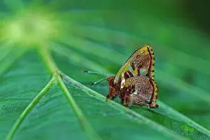 Riodinidae: Metalmark butterfly, Riodinidae, Rio Claro Reserve