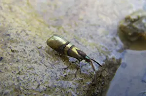 Peruvian: Metalmark moth puddling