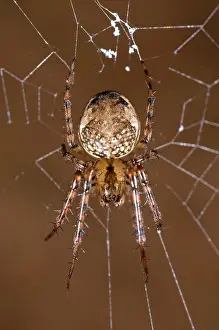 Cobwebs: Metellina merianae